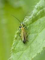 Oedemera nobilis - Female Thick-legged flower beetle