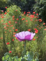 Papaver Somniferum - Single Opium Poppy flower with common poppies behind