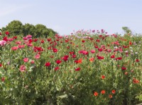 Papaver - bank of poppies - ladybird, common and opium