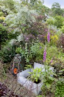 Small cold frame with potted Echiums surrounded by heavily planted and steeply sloping borders. Plants inluced Digitalis purpurea - foxglove, Rosa glauca, Aquilegia - columbine, Centranthus ruber 'Albus' - white valerian, Heuchera, Geraniums and silver foliage of a Salix - willow.

Lip na Cloiche Garden  and  Nursery, Isle of Mull, Scotland