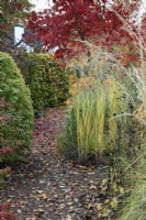 A gravel path leading between borders of colourful autumnal foliage including Panicum virgatum 'Northwind' in November.