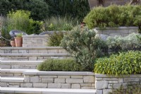 Terraces of Purbeck stone planted with shrubby evergreens in July
