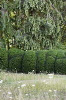 Clipped yew hedge in a country garden in July
