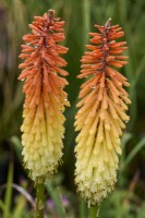 Kniphofia 'Samuel's Sensation', orange-red flowers fading to yellow with age