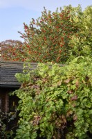 Ilex aquifolium in berry with Vitis 'Brandt' on a wooden pergola and summerhouse