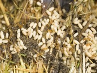 Lasius flavus - Yellow meadow ants with eggs in disturbed lawn nest