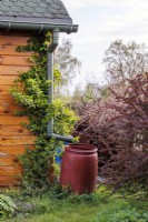 A red plastic barrel collects rainwater from the roof of the wooden shed
