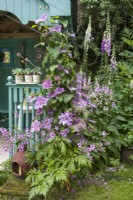 Climber Clematis 'Nelly Moser' with Digitalis purpurea - foxgloves, Geranium palmatum - Canary Island geranium and Astrantias. Turquoise painted summerhouse with containers of Sempervivums - houseleeks and ceramic candle holder.