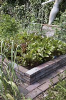 Brick raised vegetable bed growing beetroot