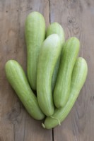 Cucumber 'Delistar'
