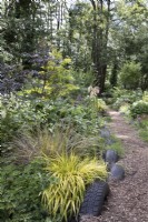 Pathway through naturalistic woodland garden with black alder trees, carex 'Evergold', silene stellata and sambucus nigra