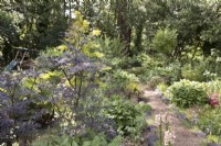 Sambucus nigra in naturalistic woodland garden
