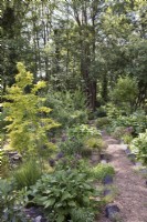 Naturalistic woodland garden with black alder and metasequioa glyptostroboides