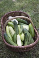 Collection of small cucumbers in wooden wicker baket
