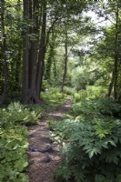 Pathway through naturalistic woodland garden with black alder trees
