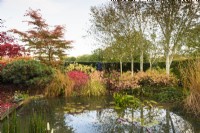 Pond edged with white-stemmed birches, cornus, Euonymus alatus and ornamental grasses in November