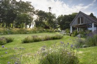 Country garden with island beds of herbaceous perennials and ornamental grasses including Verbena bonariensis in July