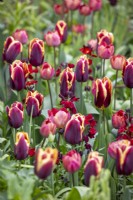 Tulip 'Doberman' and 'Ridgedale' with Erysimum cheiri 'Blood Red Covent Garden' - Wallflower