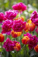 Tulipa 'Chato' and 'Hermitage'