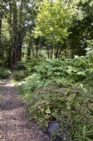 Persicaria 'Purple Fantasy' growing beside woodchip pathway in woodland garden