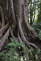 Gnarled roots of black alder tree