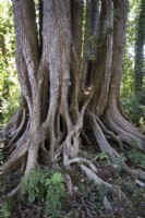 Old black alder tree roots