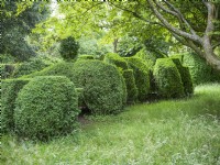 Buxus microphylla, spring May