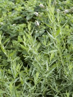 Artemisia dracunculus Dracunculus Vrai, summer August