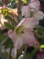 Helleborus Walberton's Rosemary