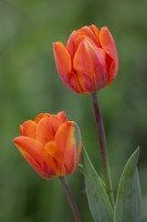 Tulip 'Fire Queen'