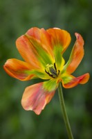 Tulip 'Orange Marmalade'
