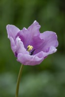 Tulip 'James Last'