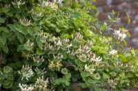 Lonicera caprifolium syn. Lonicera 'Early Cream' - Perfoliate honeysuckle