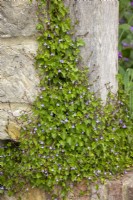 Cymbalaria muralis - Ivy leaved toadflax