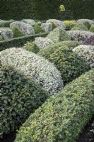 Topiary knot garden with shaped, intertwined hedging of different types of conifers and shrubs