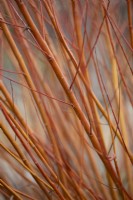 Salix alba var. vitellina 'Britzensis', Coral Bark Willow, February 