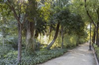 A wide dirt path between various trees and shrubs. Parque de Maria Luisa, Seville, Spain. September