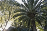 Date palm, Phoenix dactylifera, grows amongst other trees and shrubs in the Parque de Maria Luisa, Seville, Spain. September