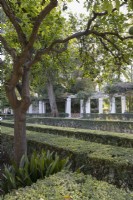 A small tree amongst low, formal, clipped hedges with a long pergola in the background. Parque de Maria Luisa, Seville, Spain. September