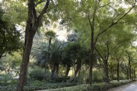 A variety of shrubs and trees, including date palms, Phoenix dactylifera in the Parque de Maria Luisa, Seville, Spain. September