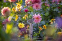 Baby robin on post in dahlia bed