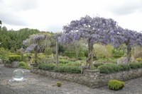 Water sculpture by Allison Armour framed by wisteria on the terrace at Yeo Valley Organic Garden, May