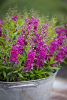 Angelonia angustifolia 'Archangel Deep Rose' in a metal container