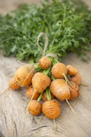 Daucus carota 'Paris Market Atlas' - Carrot