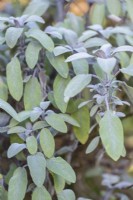 Salvia officinalis 'Purpurascens' in January