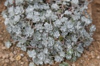 Sedum spathulifolium 'Cape Blanco', November