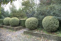 Topiary balls in the Well Garden at Winterbourne Botanical Gardens, November