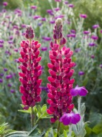 Lupinus 'The Pages' with Lychnis coronaria - Rose campion