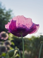 Papaver Somniferum - Opium Poppy