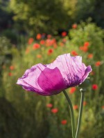 Papaver Somniferum - Opium Poppy